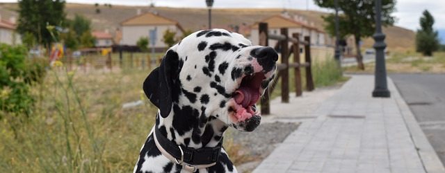 why does my dogs jaw quiver when he yawns